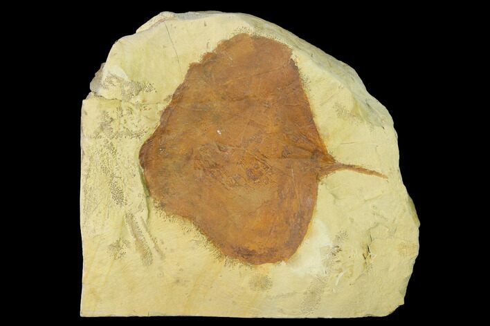 Bargain, Fossil Leaf (Zizyphoides) - Montana #143771